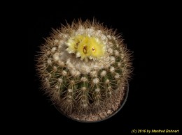 Notocactus (MC) langsdorfii v. longisp. f. infernensis WRA344 1163